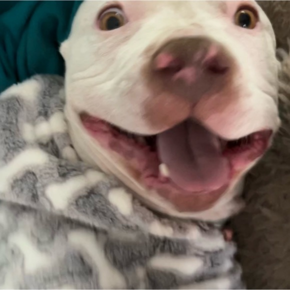 Meet your Posher, Gia - Picture 1 of 1